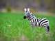zebra #2
