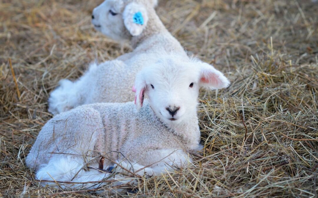 Baby Lambs at Bear Creek!